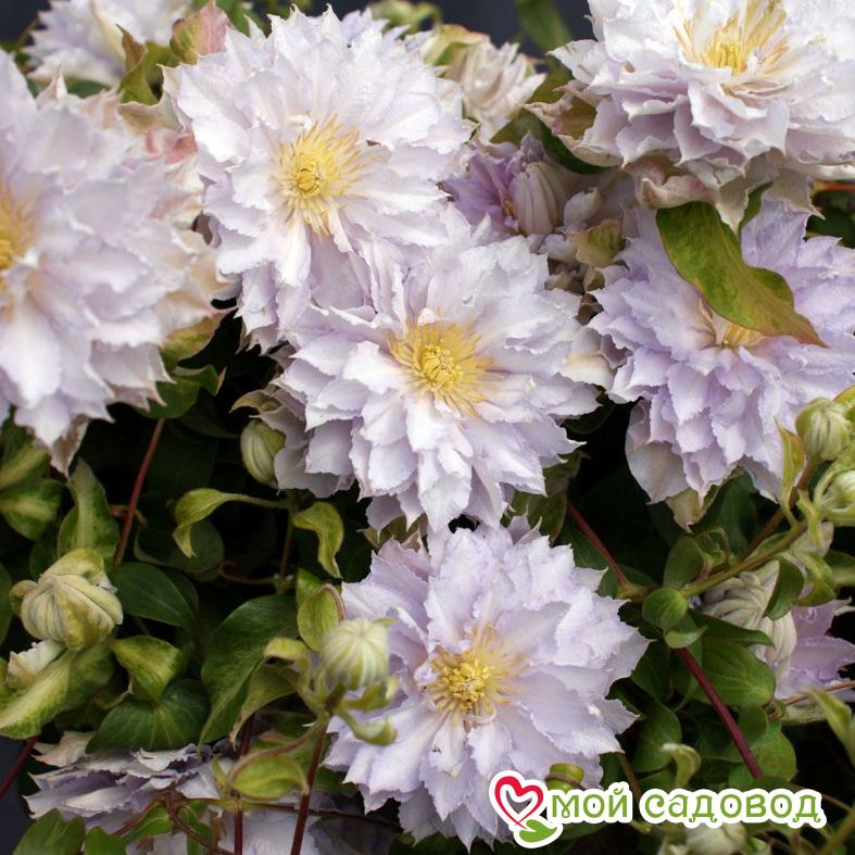 Клематис Дансин Кинг ЗКС