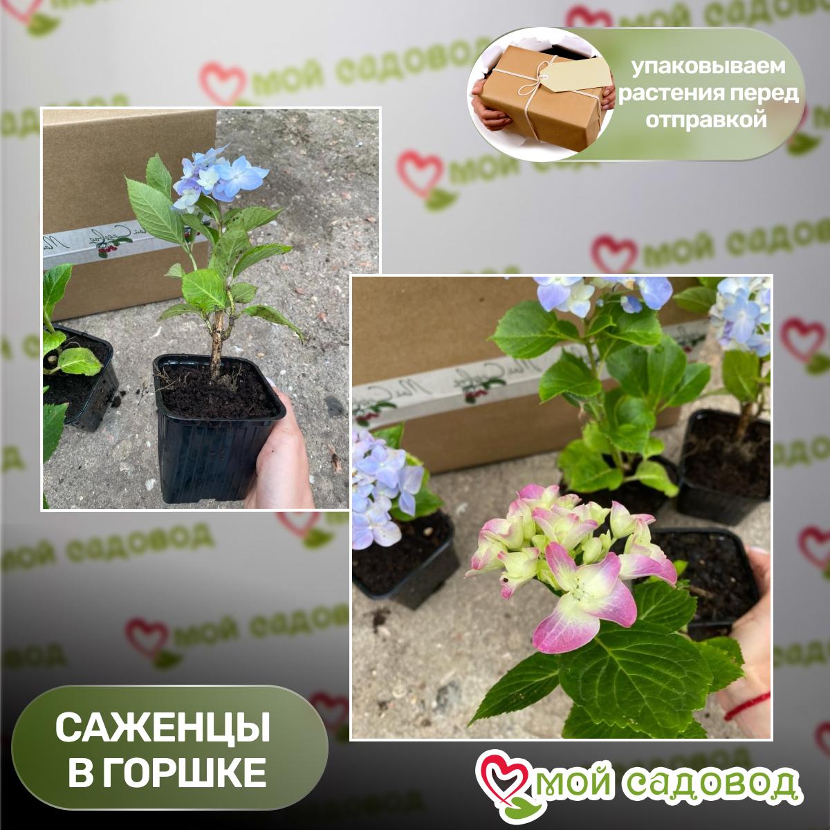 Гортензия крупнолистная Альпенглюхен ЗКС