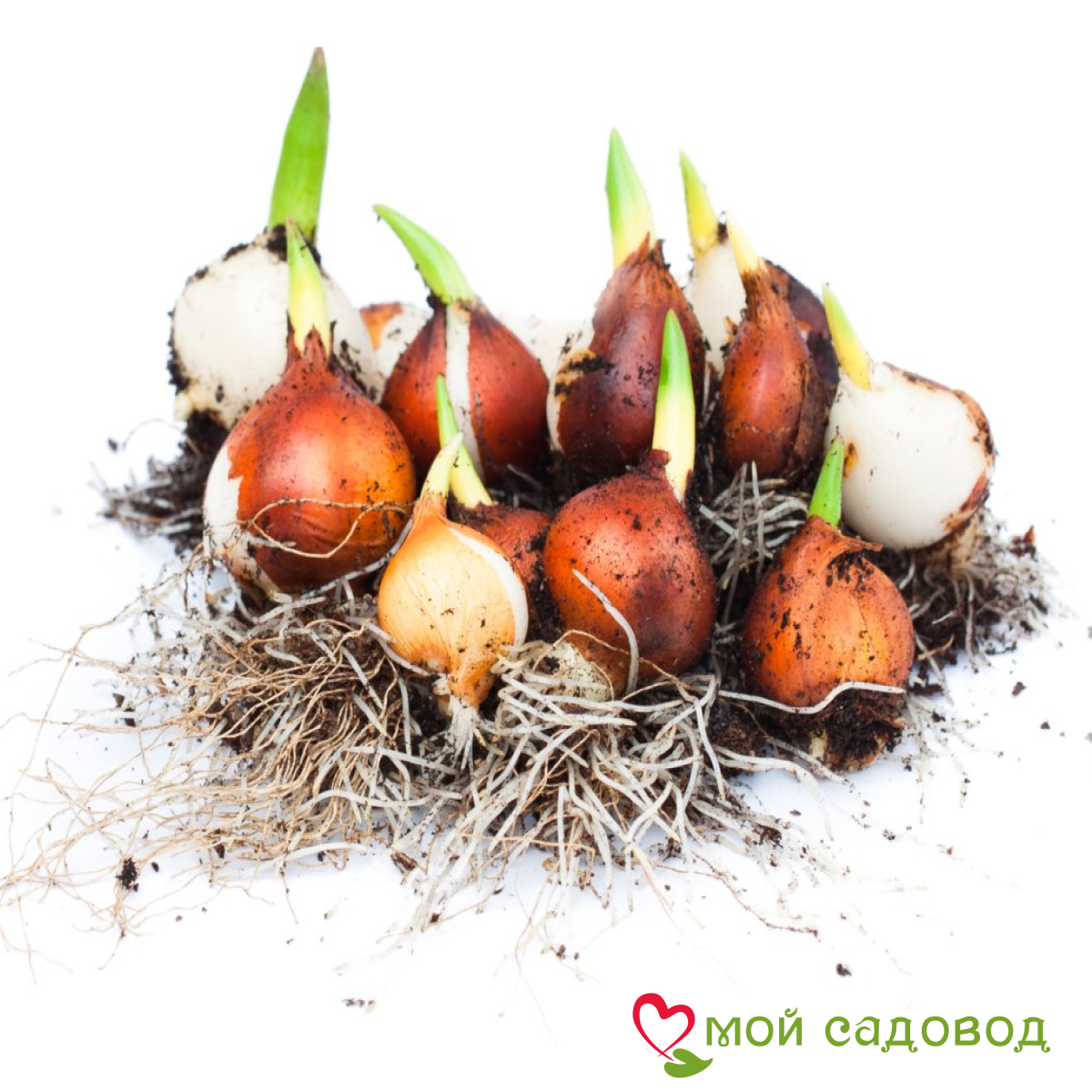 Тюльпан Индиго