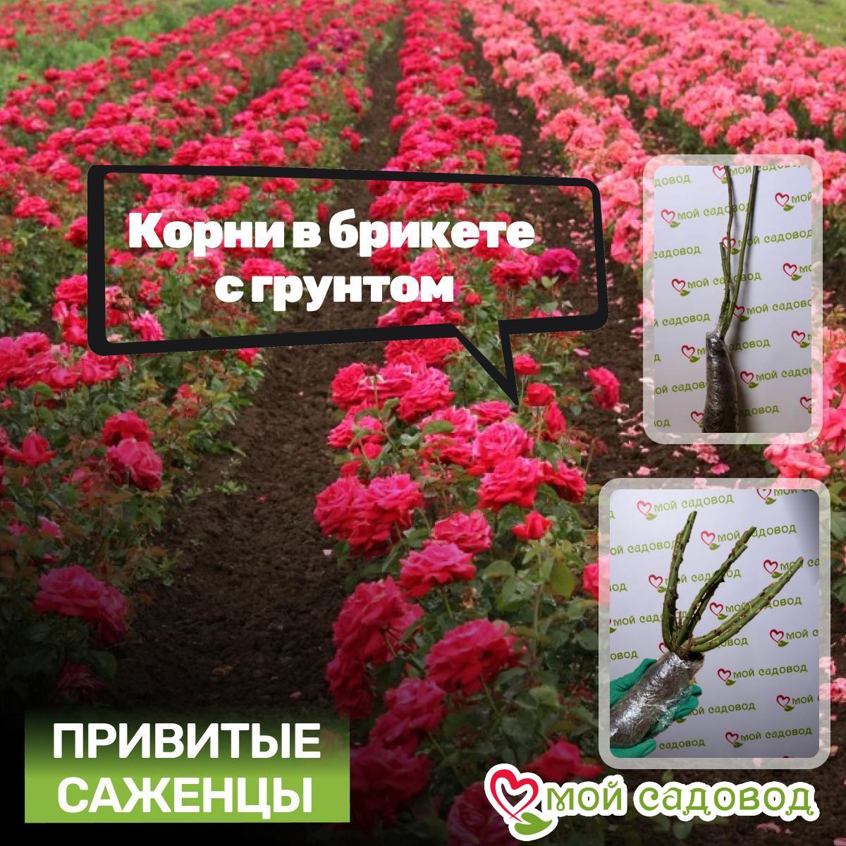 Роза Плетистая Скай Лайм